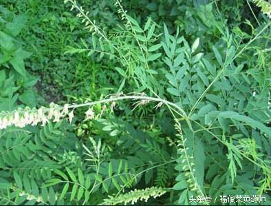 苦参不能与什么药配伍,苦参是不是西洋参