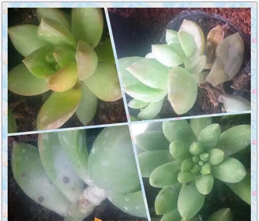 多肉黑斑和煤烟病区别,多肉黑斑病和烟煤病图片