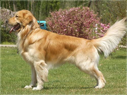 各个国家的土狗图片,20个国家土狗图片