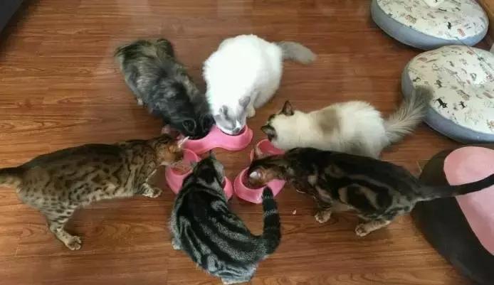 猫咪咖啡馆哪家最好,武汉有哪些猫咪咖啡厅