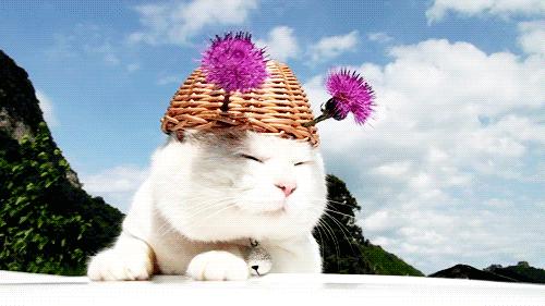 猫咪咖啡馆哪家最好,武汉有哪些猫咪咖啡厅