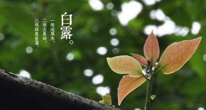 闇蹭粠浠婂鐧芥湀鏄晠涔℃槑瀵瑰簲鑺傛皵,鐧介湶鐨勮瘲鍙ラ湶浠庝粖澶滅櫧