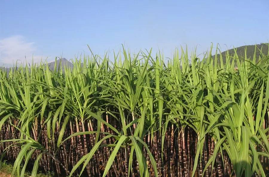 天堂原乡毛里求斯旅游攻略,毛里求斯旅游旅游团十大必去景点