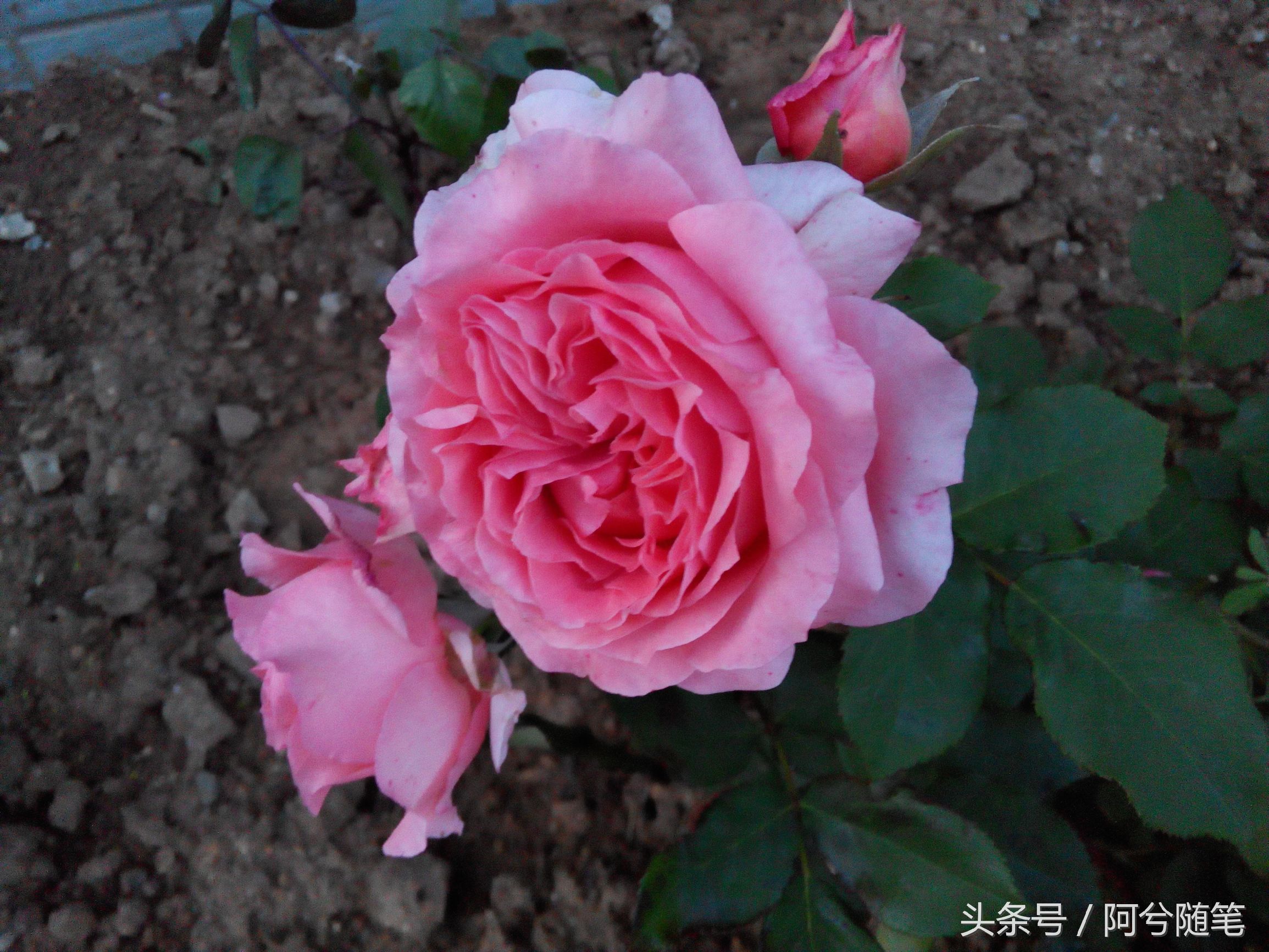 适合种植在庭院的植物大全,农村常见的植物盆栽