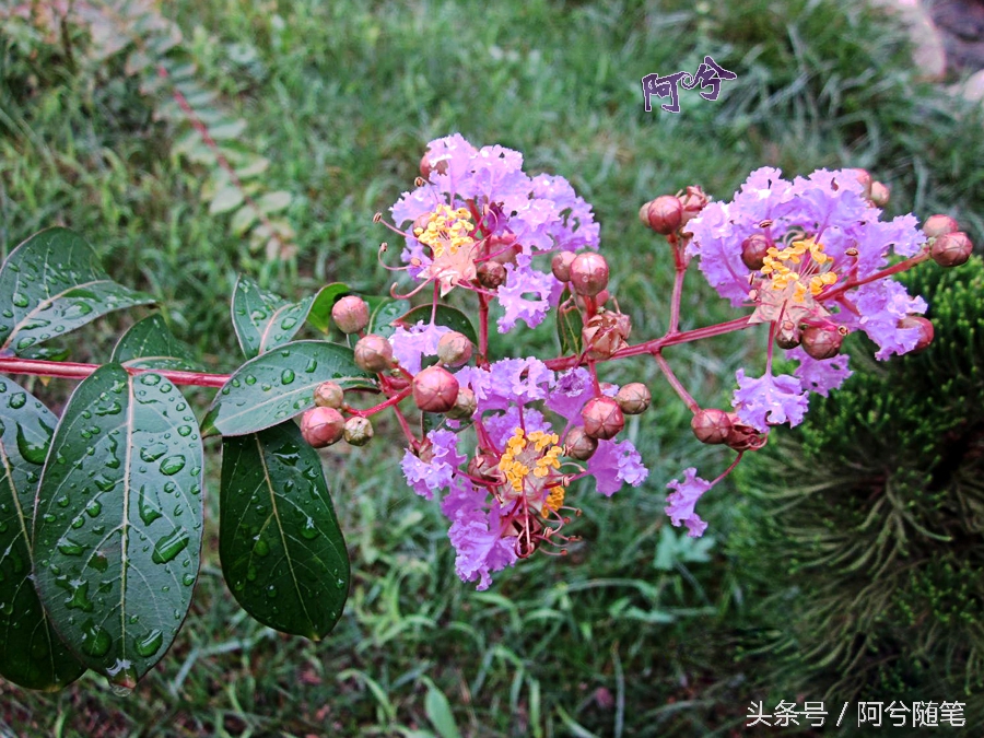 适合种植在庭院的植物大全,农村常见的植物盆栽