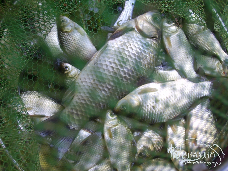 民间特色钓法,径河野钓地点