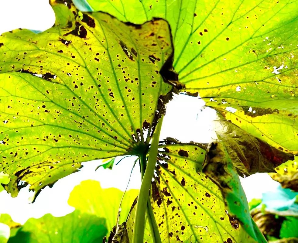 秋天的荷叶的样子,秋天的荷叶和月亮的诗句