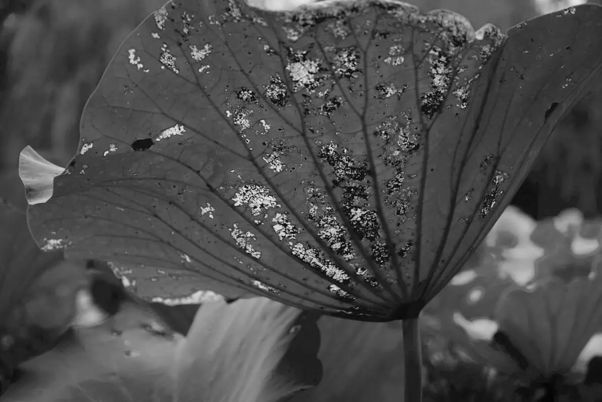 秋天的荷叶的样子,秋天的荷叶和月亮的诗句
