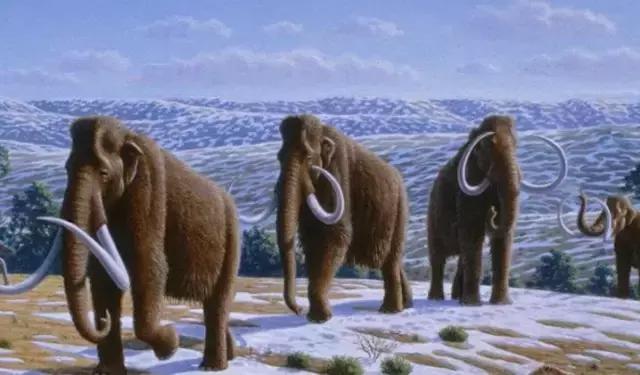 象牙的十大秘密 (象牙的惊人秘密)