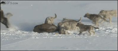 内德看英超微博,内德专栏新赛季看曼联什么