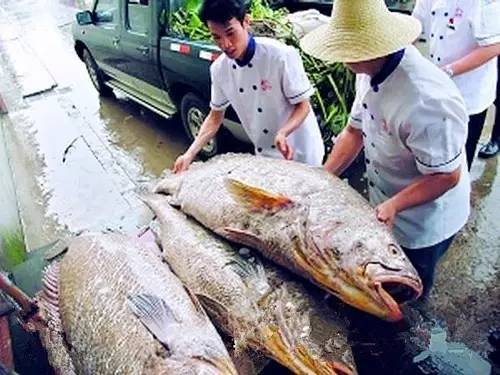赤嘴鳘野生和养殖的区别,如何辨别野生赤嘴鳘