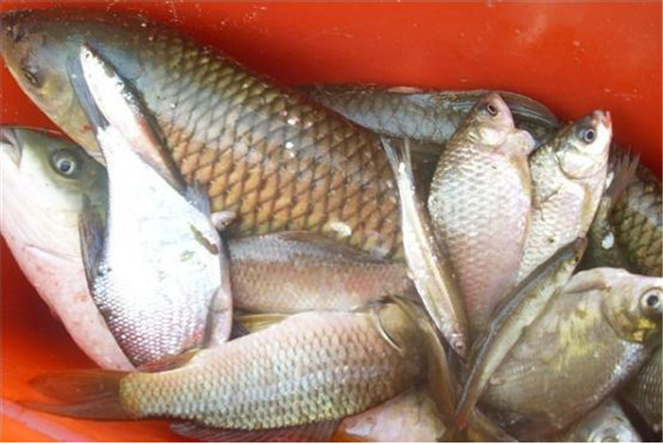 老钓友深入分析黑坑垂钓技巧,黑坑钓鱼高手分享经验