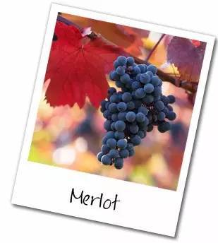 卡农美乐1920merlot,merlot葡萄品种