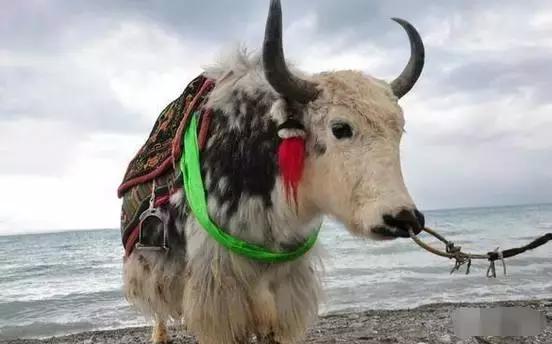 秋天去西藏攻略,徒步去滇藏几月份适合