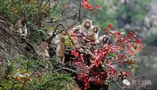 爱旅游的宜昌人不一定知道,出行用它据说能省好几千元!