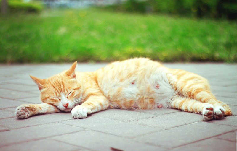 猫宠知识,宠猫知识