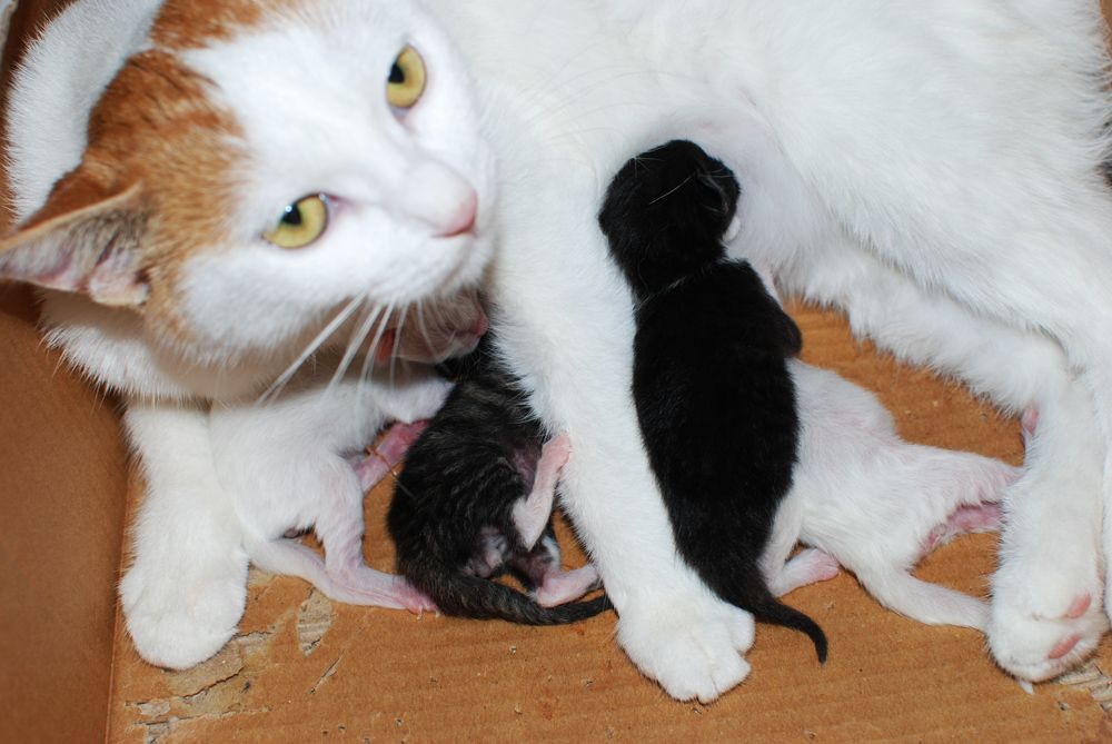 猫宠知识,宠猫知识