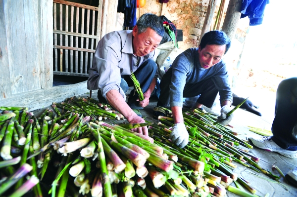好竹连山觉笋香——记奉化羊尾笋腌制技艺