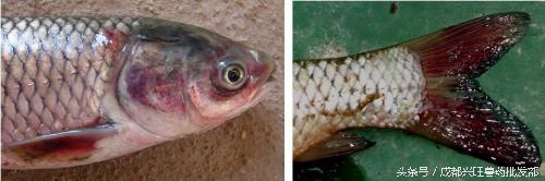 草鱼病毒性出血病死亡数量的变化,草鱼病毒性出血病用什么药好
