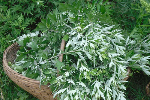 艾蒿水的功效与副作用,艾蒿水的功效和禁忌