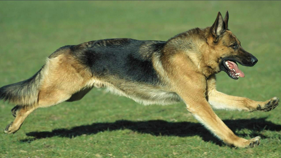东德牧羊犬和德国牧羊犬有区别吗,牧羊犬详细介绍