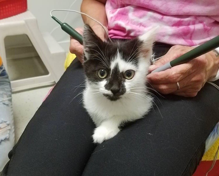 小奶猫后肢瘫痪,给后腿瘫痪的小猫做康复训练