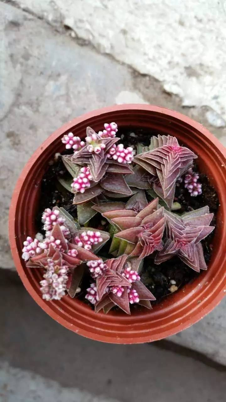 长得像宝塔的多肉,天鹅绒多肉为什么容易长成宝塔形