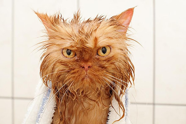 猫咪洗澡用烘干机好还是吹风机好,猫咪洗澡注意事项有哪些