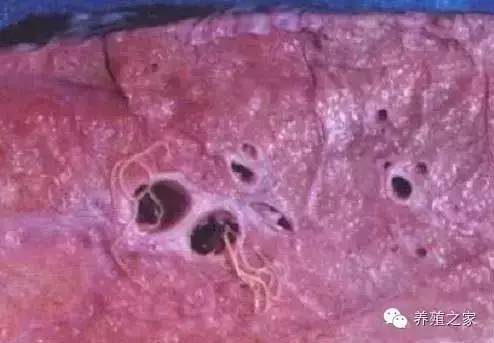 最全羊寄生虫病图谱及治疗处方(珍藏版)?