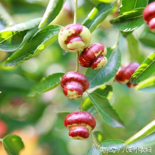 你们看看这枣子长得像小葫芦吗？这就是传说中的葫芦枣