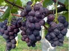 保护前列腺吃什么食物好,男性前列腺怎么治吃什么食物