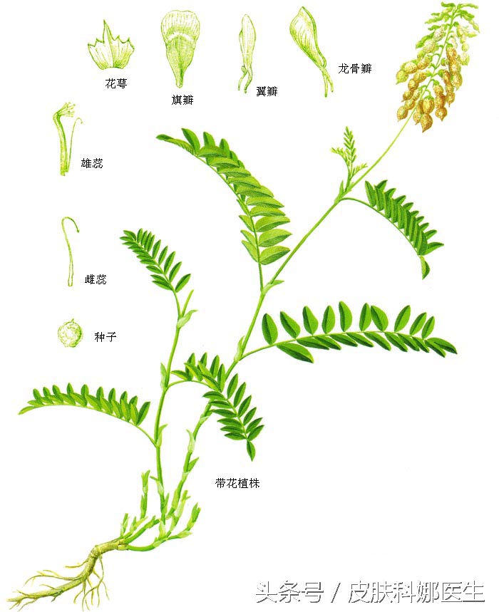 补气升阳的药有啥用,三味中药降血压降脂降糖
