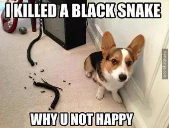 怎么防止猫咬细的电线,怎样从猫上接出网线