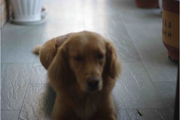 相机对焦后移动跑焦,相机对焦老是偏