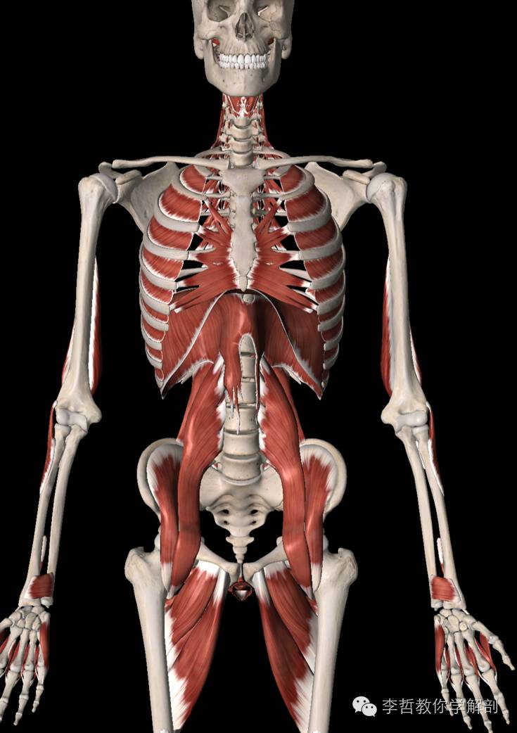 腰痛腹横肌痛,腹壁肌疼痛症状