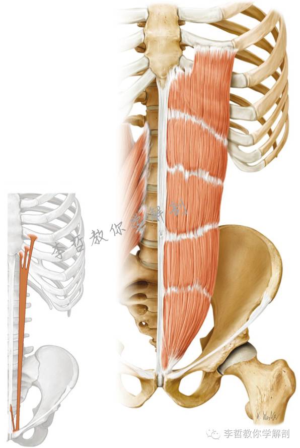 腰痛腹横肌痛,腹壁肌疼痛症状