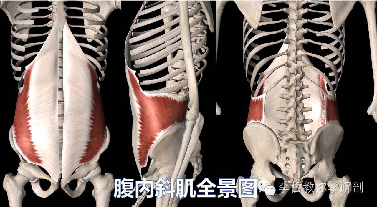 腰痛腹横肌痛,腹壁肌疼痛症状