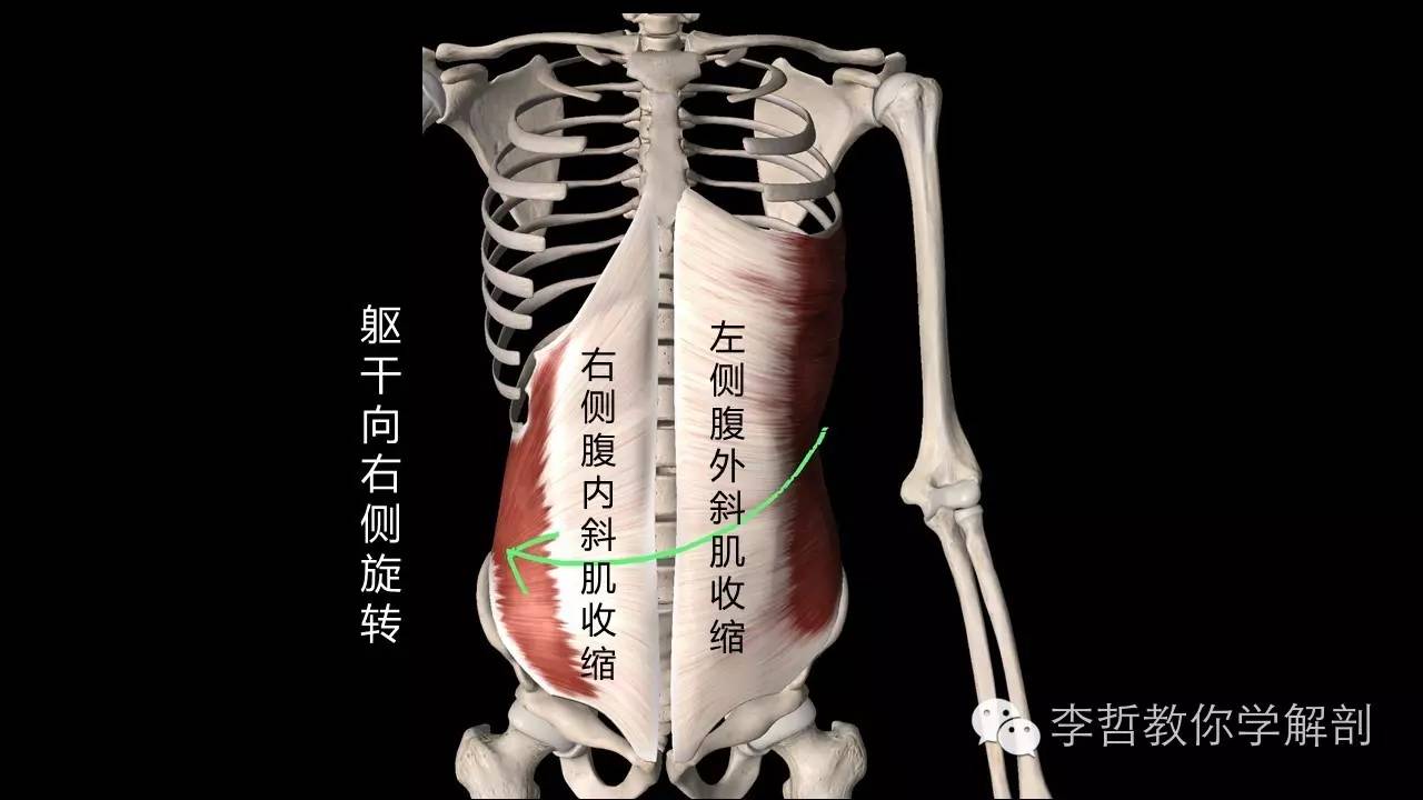 腰痛腹横肌痛,腹壁肌疼痛症状