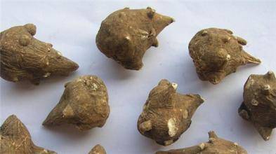 涓嵂榛戦檮瀛愬浣曠厧,涓嵂澶ч檮瀛愮殑鍒悕