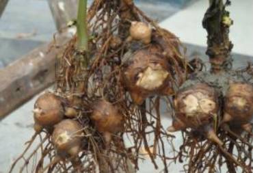 涓嵂榛戦檮瀛愬浣曠厧,涓嵂澶ч檮瀛愮殑鍒悕