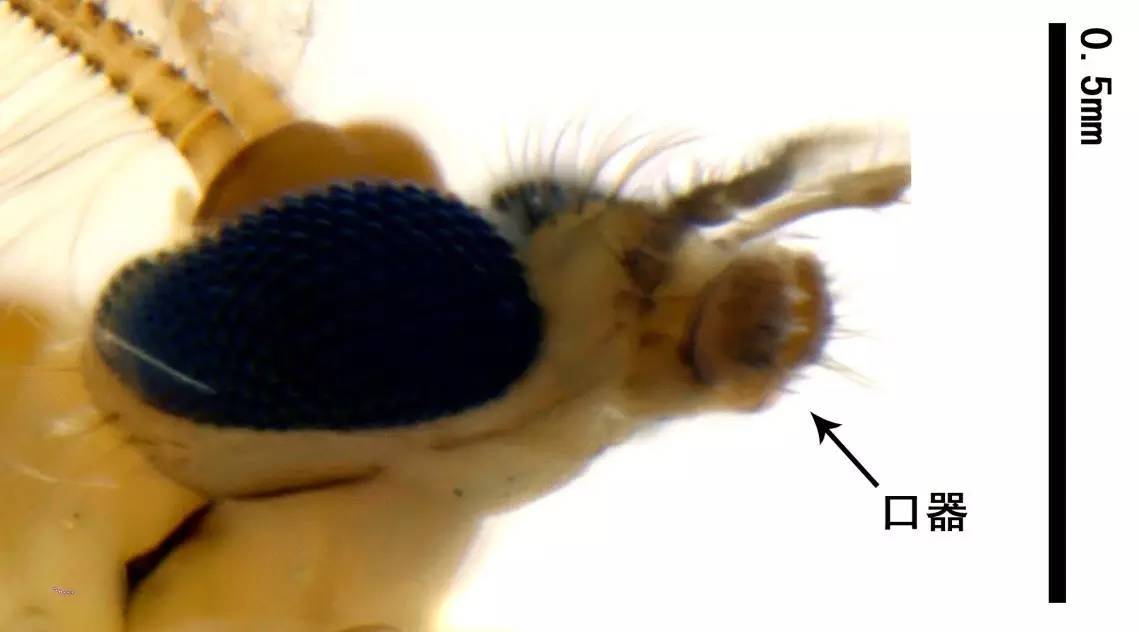 你对蚊子有哪些吐槽,你对蚊子的认识