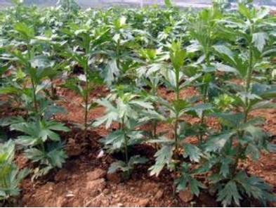 涓嵂榛戦檮瀛愬浣曠厧,涓嵂澶ч檮瀛愮殑鍒悕