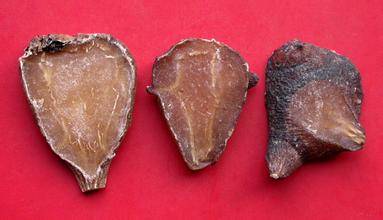 涓嵂榛戦檮瀛愬浣曠厧,涓嵂澶ч檮瀛愮殑鍒悕