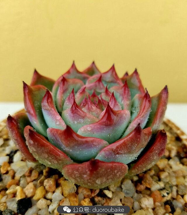 灰姑娘变公主!吉娃娃,一棵高傲的大!普!货!