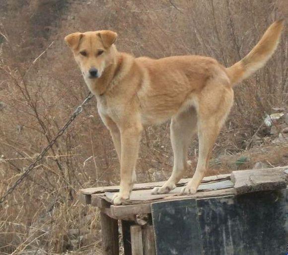 纯纯的土狗,纯纯的小土狗