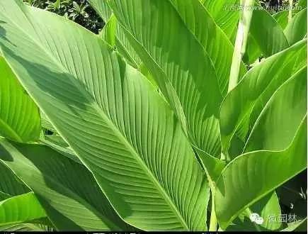 园博馆科普讲座丨植物的秘密与功能