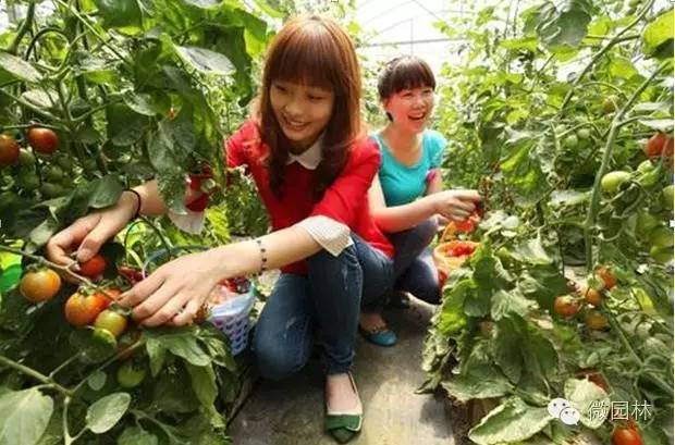 园博馆科普讲座丨植物的秘密与功能