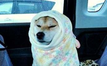 头发没干睡觉会引起面瘫吗,头发没干睡觉会面瘫