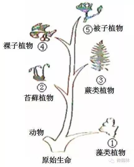 园博馆科普讲座丨植物的秘密与功能