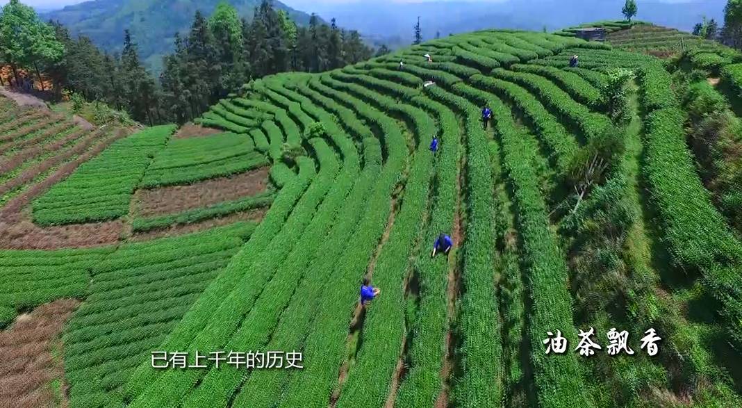 油茶飘香的句子,油茶飘香心相连原唱
